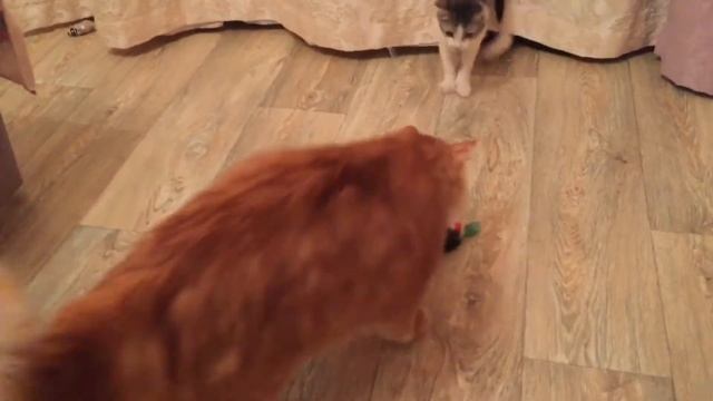 Влог / Коты и котята / У нас тоже есть Дружок, как в Лазаревском 😊 смотреть онлайн