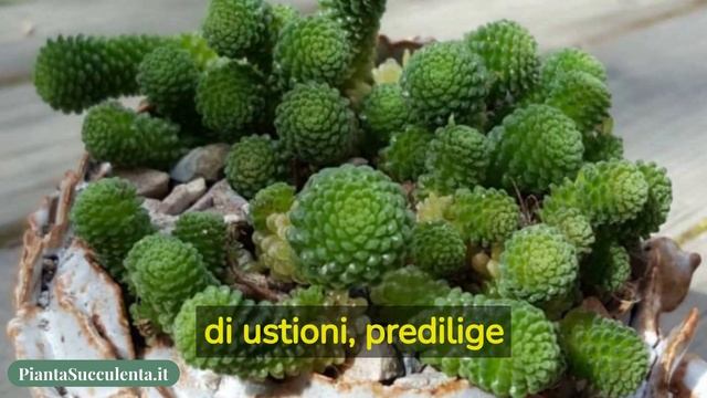 8 Piante grasse che è meglio tenere all'ombra. Probabilmente in tanti sbagliano! смотреть онлайн
