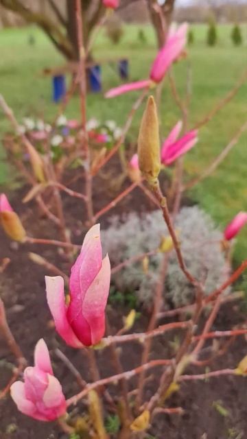 9 апреля 2023 г. #днепр. Магнолия в саду. #flowers #magnolia смотреть онлайн