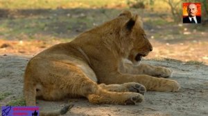 ЛЬВЫ - Короли дикой природы Африки.