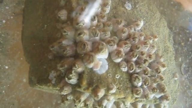 Barnacles-1