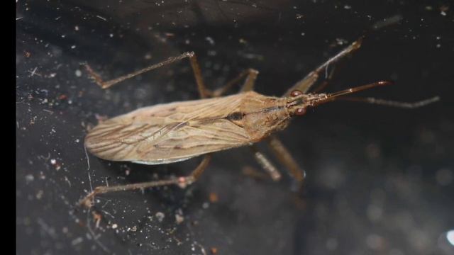 Bug of the Week, Week 05 смотреть онлайн