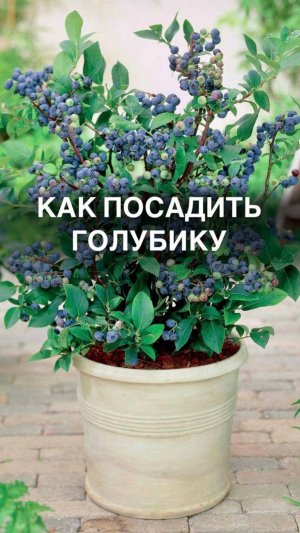 Как посадить голубику? 🫐

 #органическоеземледелие
 #экология #органическиеудобрения
#садоводство