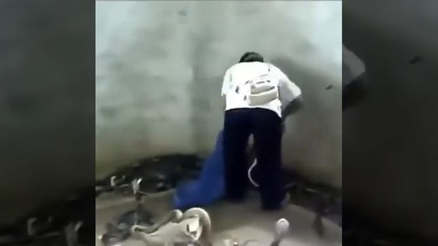 Заклинатель змей / The Snake Charmer смотреть онлайн