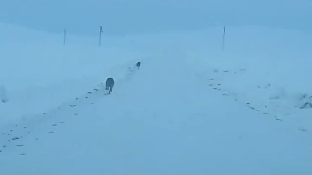 Dev Kara Kurt Konyada Köpeğe Saldırdı!