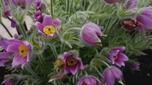 Прострел обыкновенный- весеннее чудо в саду (1)