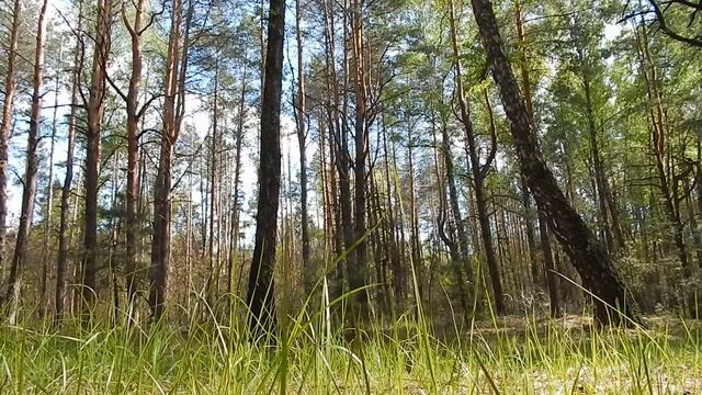 Relax. Forest Sounds (Релакс. Звуки леса)