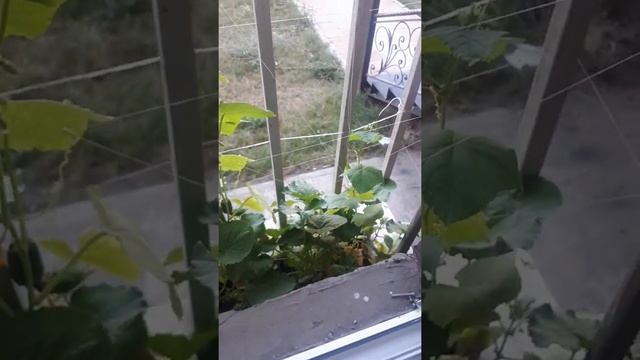 мини огород на подокконике смотреть онлайн