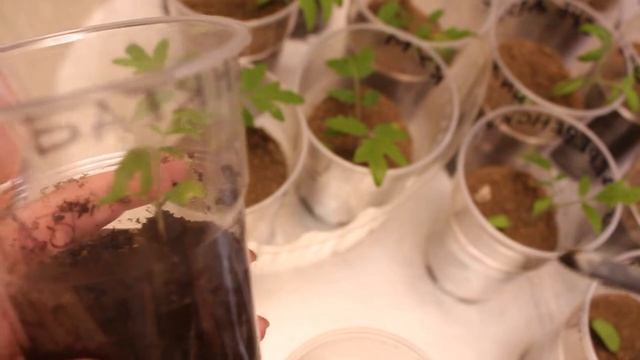 Как подписать названия сорта на рассаде томатов. Пробую разные варианты. смотреть онлайн