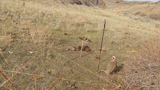 охота на кеклики пакличка самарканд смотреть онлайн