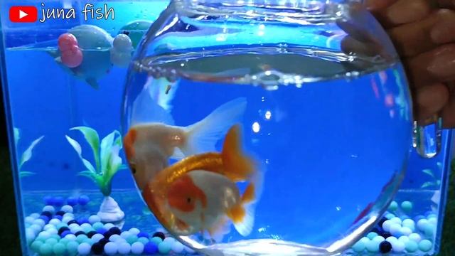 Cute Animals,goldfish,betta Fish,tigerfish,barbus Fish,turtle,sepat Fish,lobster #fish #cuteanimals