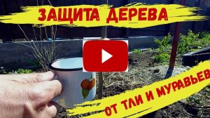 Защита от Муравьев и Тли плодовых деревьев.