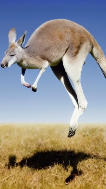 Кенгуру: Прыжки и Приключения! 🦘✨ смотреть онлайн