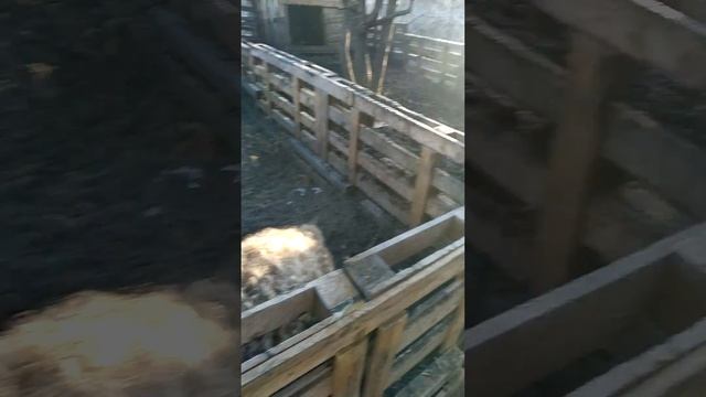 Мангалица. Нам семь месяцев. смотреть онлайн