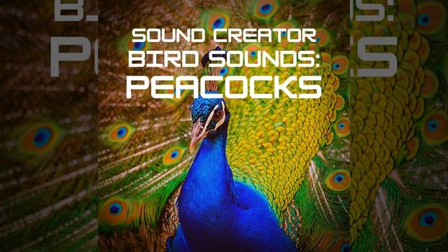 Peacock Voice смотреть онлайн