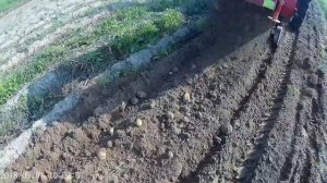 Картоплекопалка 2018.Трактор Синтай 244.Урожай