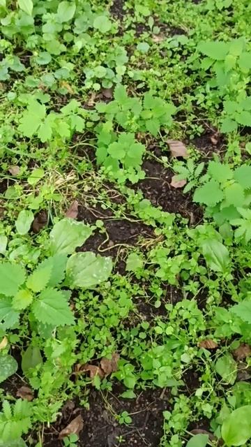 Крапива, мокрица и сырая земля (плодородный чернозем) смотреть онлайн