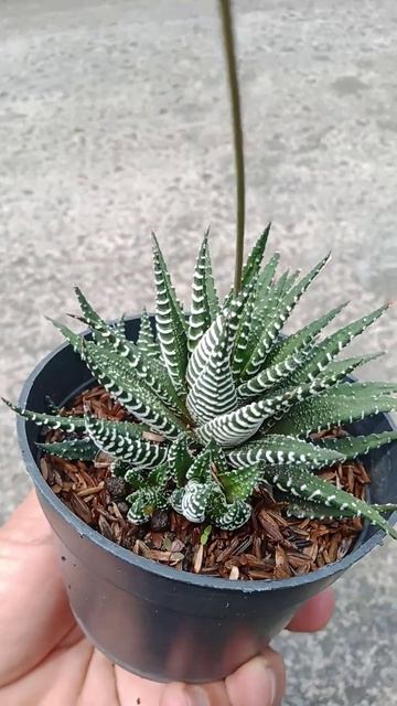 zebra kecil yang cantik haworthia смотреть онлайн