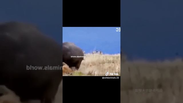 слабо нервным не смотреть Animal Planets битва бегемот vs львица смотреть онлайн