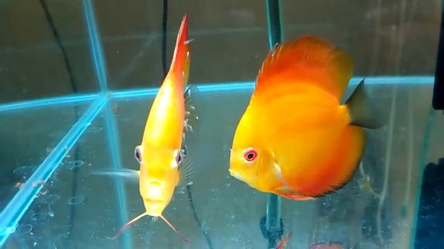 Red Melon Discus Pair - by İntra Discus смотреть онлайн