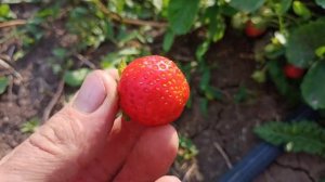 Клубника Ания.Обзор осенью.