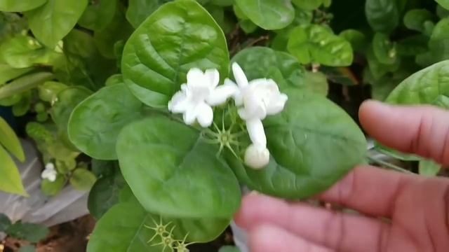 Jasmine / Mogra plants care during hot summers // Best summer flowering plants смотреть онлайн