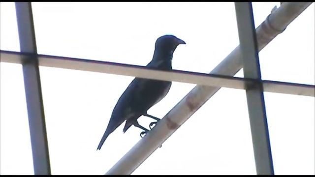 Singing Starling смотреть онлайн