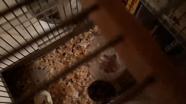 Новорожденные хомячки! смотреть онлайн