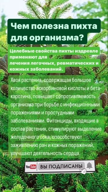 Чем полезна пихта для организма? #пихта #здоровье #иммунитет #аллергия #кишечник #псориаз #shots￼￼ смотреть онлайн