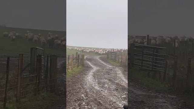 border collie herds sheep #shorts #youtube #youtubeshorts смотреть онлайн