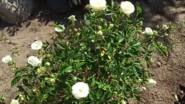 Наши цветы + первые заготовки [щавель] смотреть онлайн