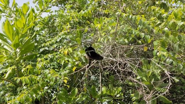 Guam Compilation Video