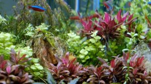 Rotala colorata red vietnam, proserpinaca palustris