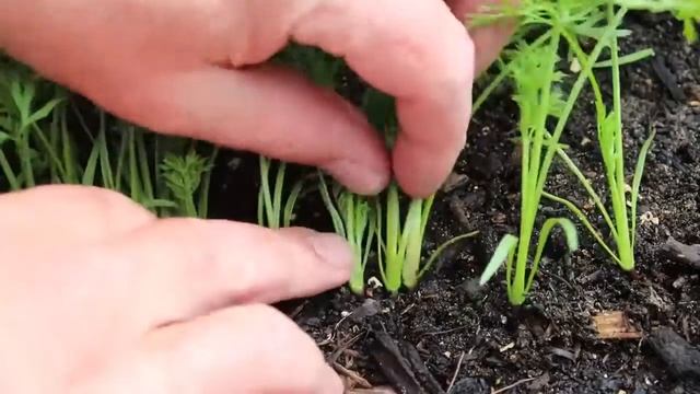 How to plant carrot easily | Plant Enthusiat смотреть онлайн