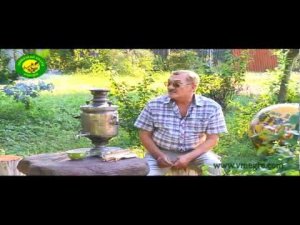 Поздравления от Владимира Мегре с праздником Земли!