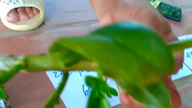 (Đã hết hàng)Ngày 21thang6nam2019 phi điệp giá rẻ LH 097 219 7255 смотреть онлайн