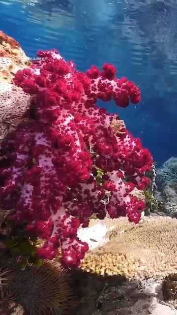 ✅CANGURU FORTÃO E TARTARUGA LIGEIRA, CONFIRA #SHORTS