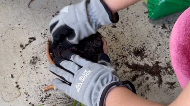 Succulent cutting propagation, arboreum tree aeonium, alinahome смотреть онлайн