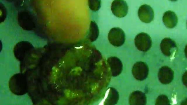 Calliactis parasitica смотреть онлайн