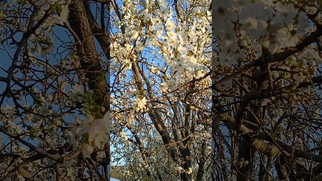 Цветение алычи. Весна #цветы #garden #shortvideo #цветыдлядома смотреть онлайн