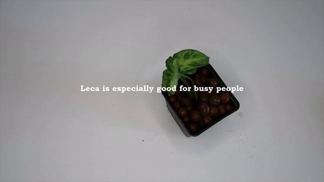 LECA | Potting & Benefits 🌱 Plantkins смотреть онлайн