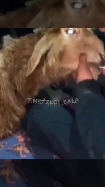 Типер барана вирус смотреть онлайн