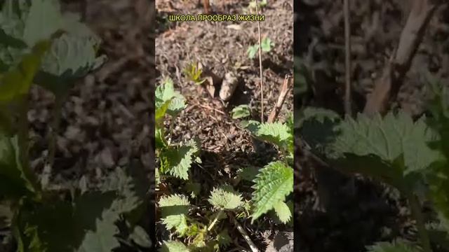 КАК ИЗБАВИТЬСЯ ОТ ВЕЧНОЙ ТРЕВОЖНОСТИ И ОБРЕСТИ СОСТОЯНИЕ БЛАГОСТИ?