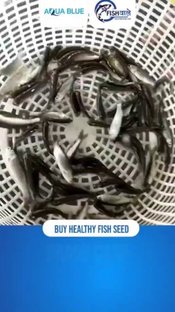 Grass Carp Fish Seeds// 2- 3 Inch Size// Contact Us:- 7099062782