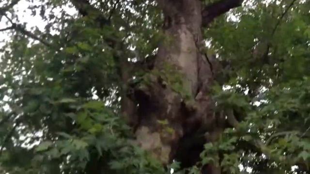 Турция, Кемер, Дерево желаний смотреть онлайн