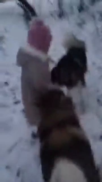 Дети и маламуты