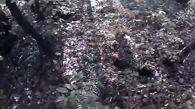 Вальдшнеп 2013.10. 10. смотреть онлайн