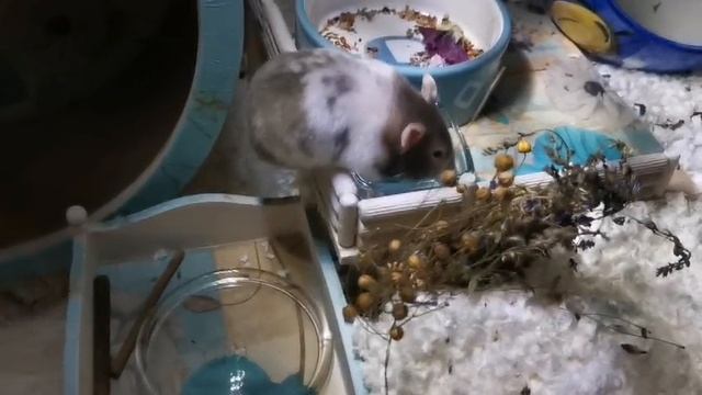 1000461063.mp4 смотреть онлайн