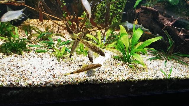 Crossocheilus reticulatus смотреть онлайн