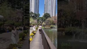 반포동 호수있는 아파트와 벚꽃 만개한 피천득길 BANPO LAKE APT.